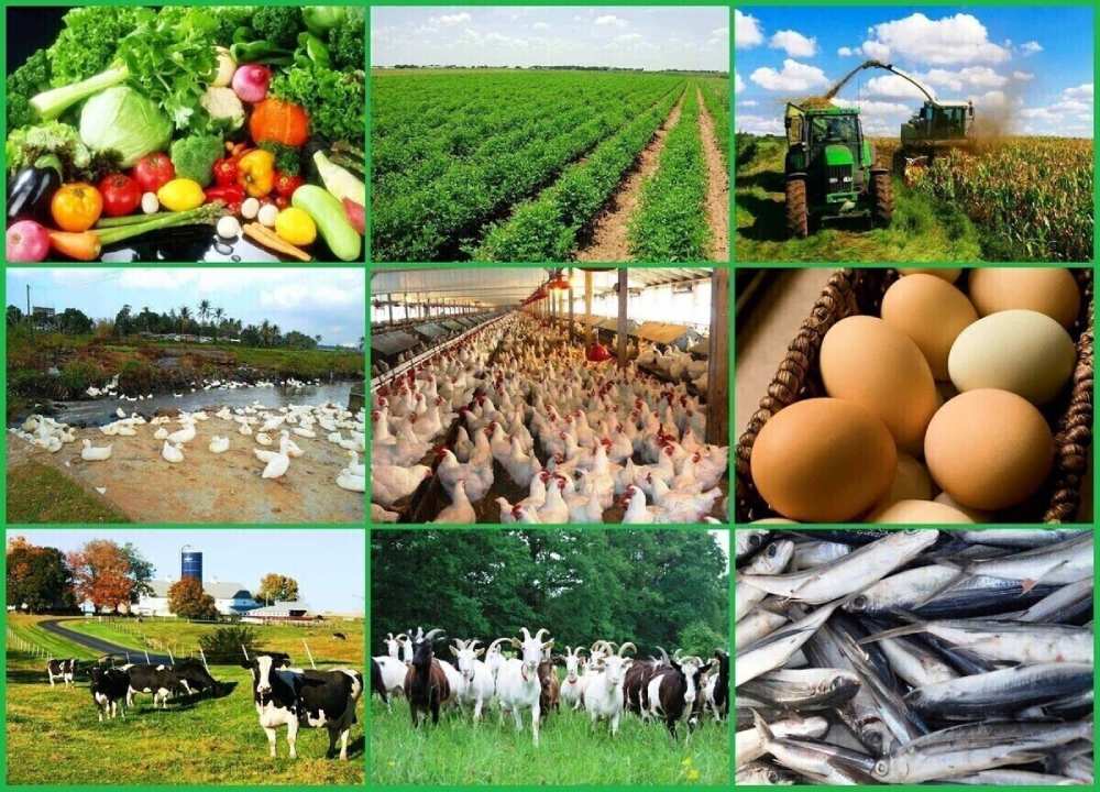 Iran’s Agricultural Exports Surge 29% to $5.2 Billion, Boosting Economic Diversification