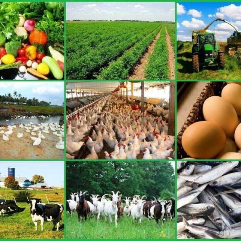 Iran’s Agricultural Exports Surge 29% to $5.2 Billion, Boosting Economic Diversification